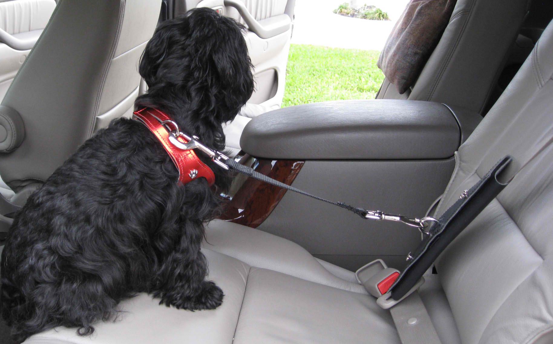 Dog car seat store restraint